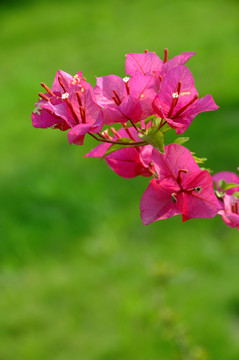 三角梅花枝