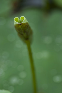心形卷曲荷葉