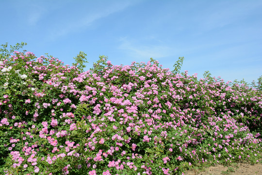 薔薇花