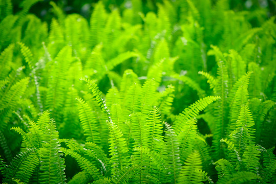 綠色植物墻