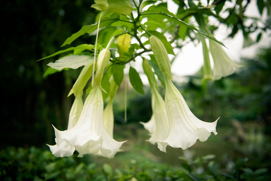 曼陀羅