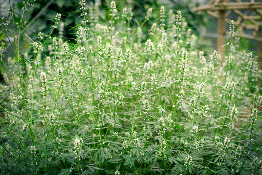 益母草