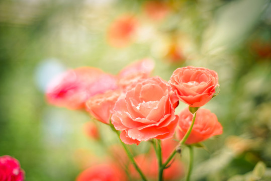 玫瑰花 情人節(jié)