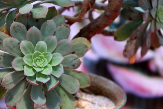 蓮花