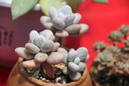 家庭種植多肉