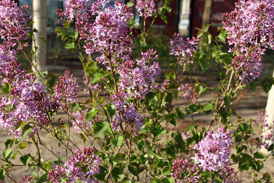 丁香花 丁香 花朵 植物 花卉