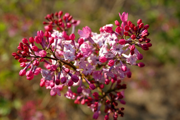 丁香花 丁香 花朵 植物 花卉