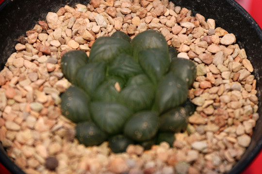 耐旱植物