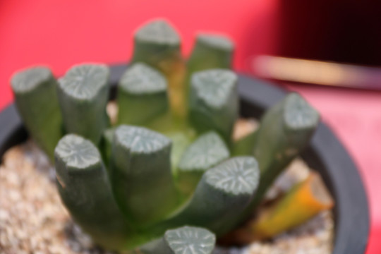 花卉