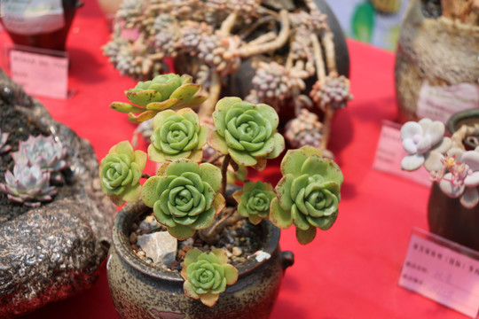 開花