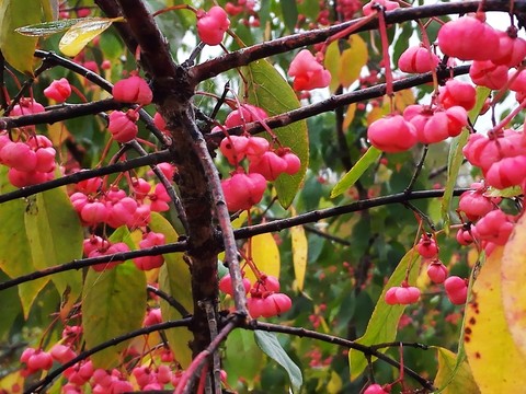 秋季粉花樹枝