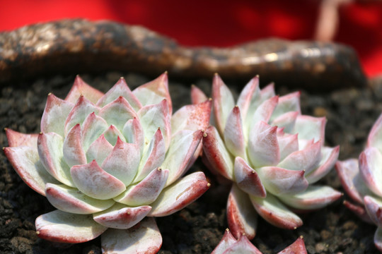 熱帶植物