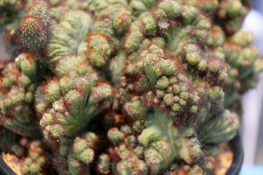 耐旱植物