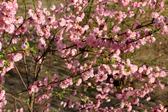 桃紅 花卉 花樹 嬌艷 春天