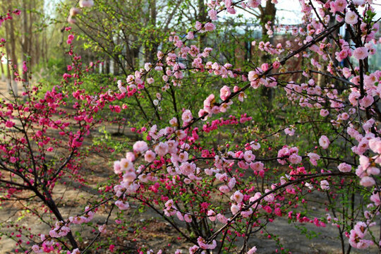 丁香花 丁香 花朵 植物 花卉
