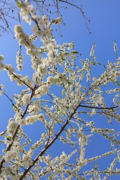 盛開(kāi)的櫻桃李花