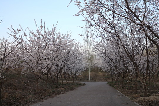 杏園林蔭道