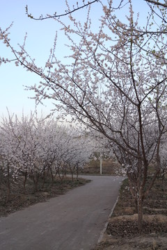 杏園林蔭道