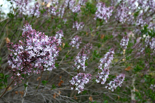 丁香花 丁香 花朵 植物 花卉