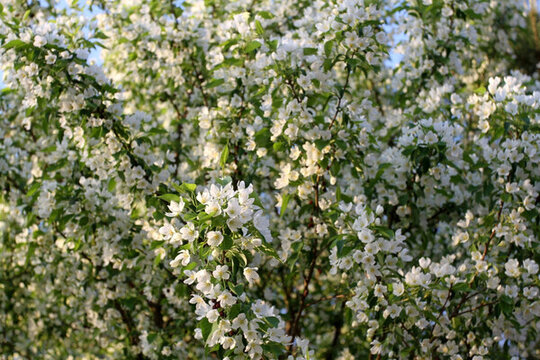 果樹(shù) 開(kāi)花 樹(shù) 花 春天 百花
