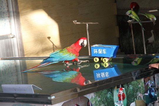 鸚鵡推車