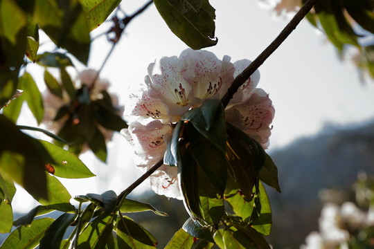 杜鵑花
