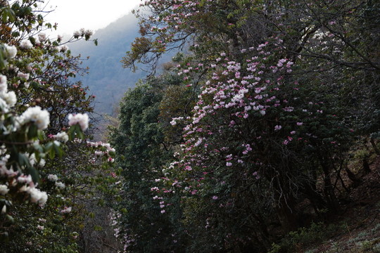 杜鵑花