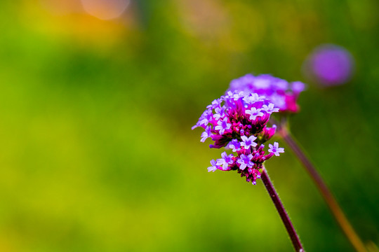 薰衣草