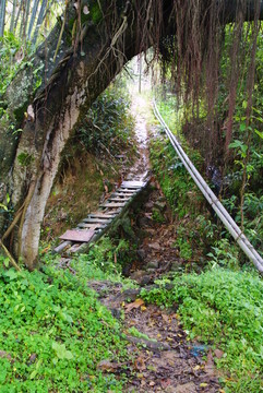 過橋小路