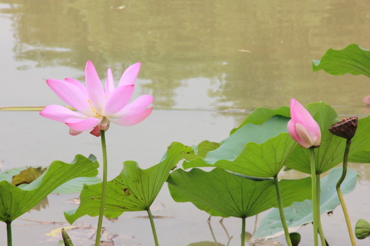 蓮花