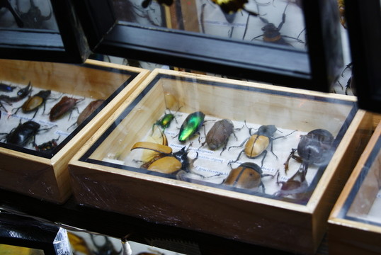 標(biāo)本盒子