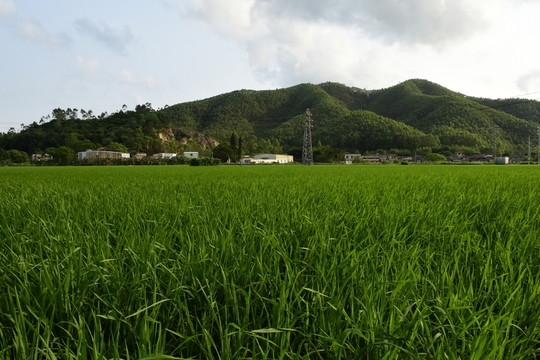 綠色稻田