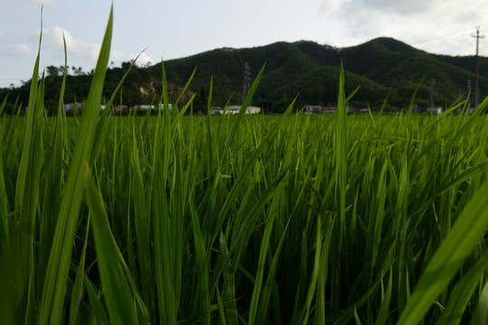 稻田