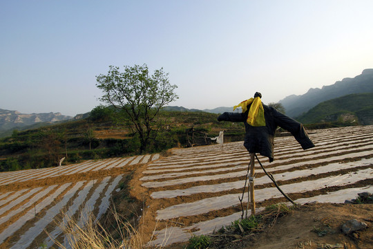 花生地地膜技術(shù)