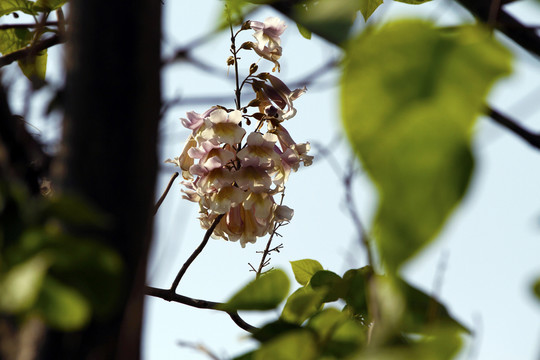 泡桐樹花