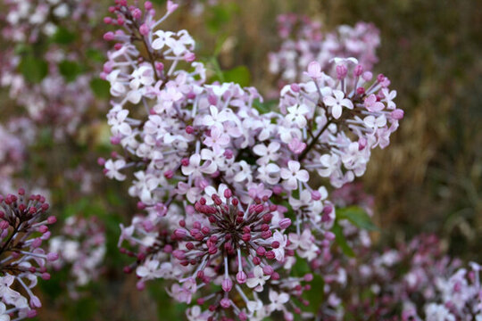 丁香花 春天 丁香 苦丁香