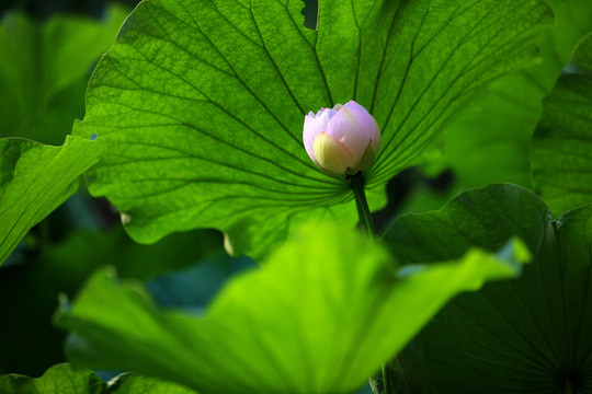 荷花