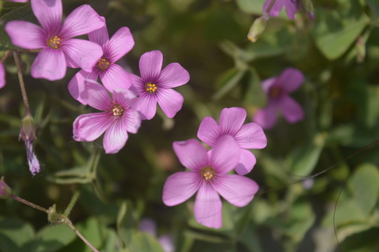四葉草花