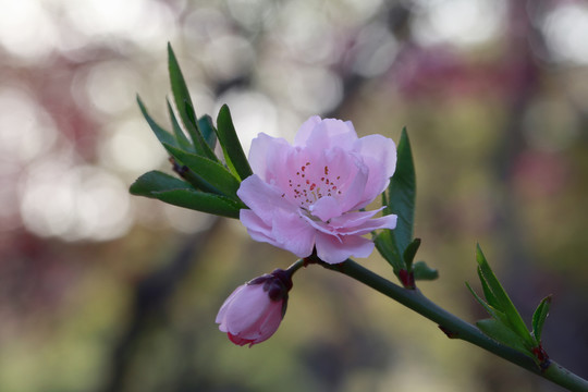 櫻花
