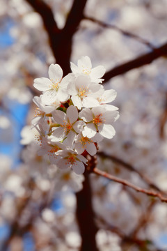 櫻花