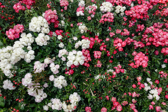 紅白相間薔薇花墻