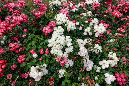 紅白相間薔薇花墻