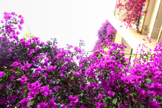 三角梅花園