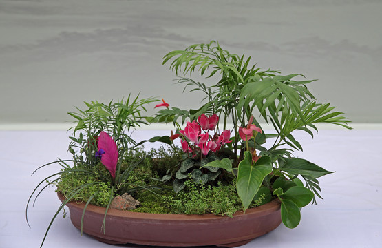 花草盆景