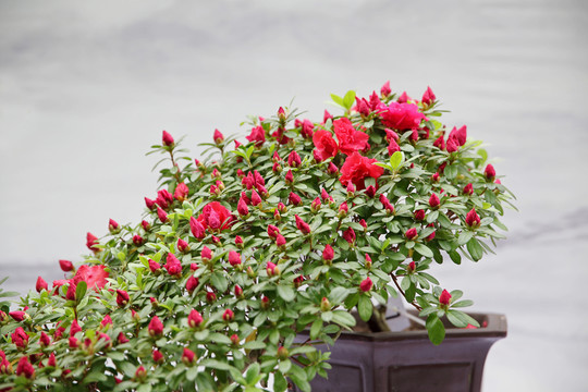 杜鵑花