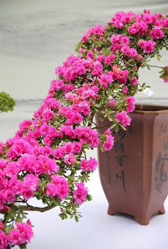 杜鵑花