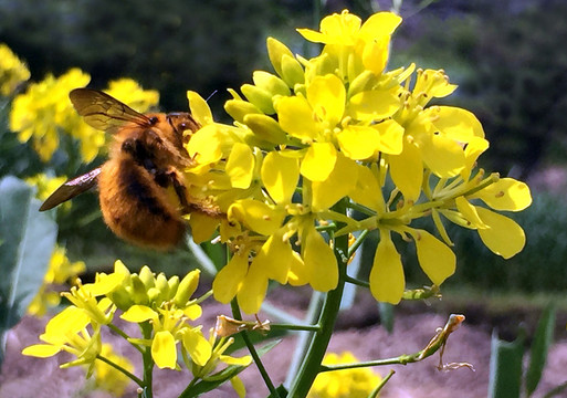 油菜花
