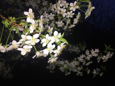 夜色櫻桃花