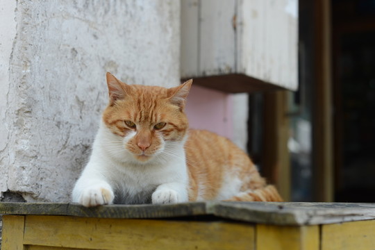 貓