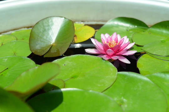 荷花